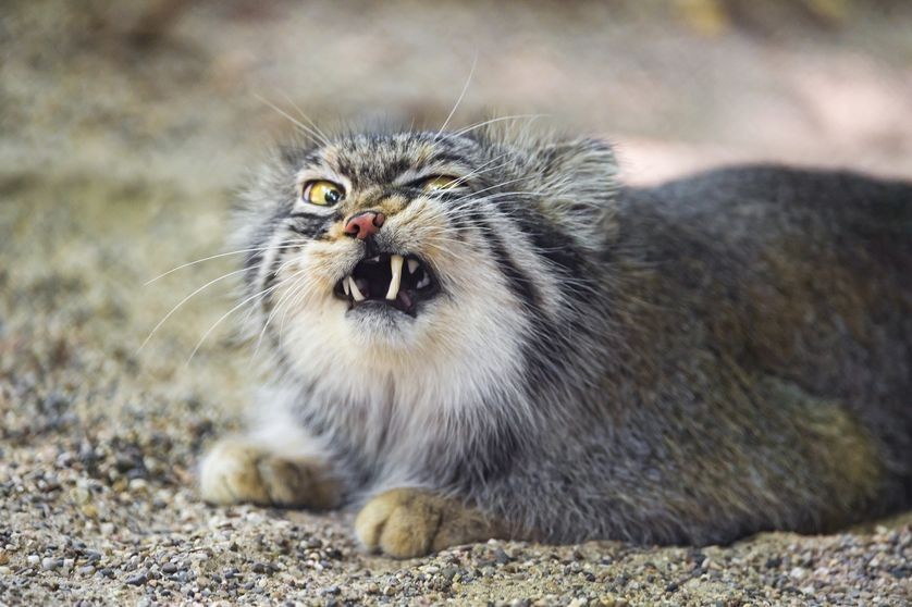 Interesting Facts About The Manul Cat And Will Make You Cry